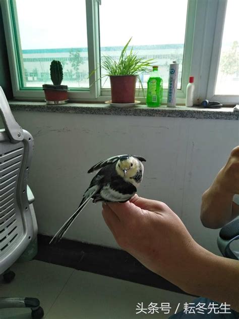 小鳥來家裡|【有鳥飛進家裏】有鳥飛進家裡！破解常見迷信，揭開牠飛來的真。